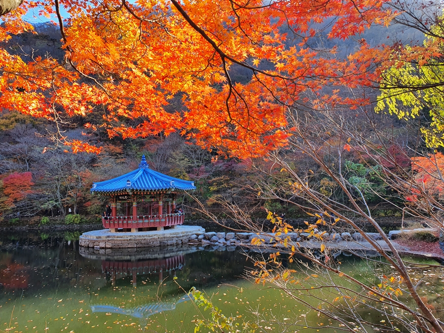 내장사+입구+연못의+단풍.jpg